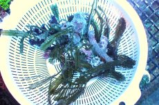 画像1: 【海藻】【通販】タカノハヅタ（フェザー）（１かたまり）（サンプル画像）（生体）（サンゴ） (1)