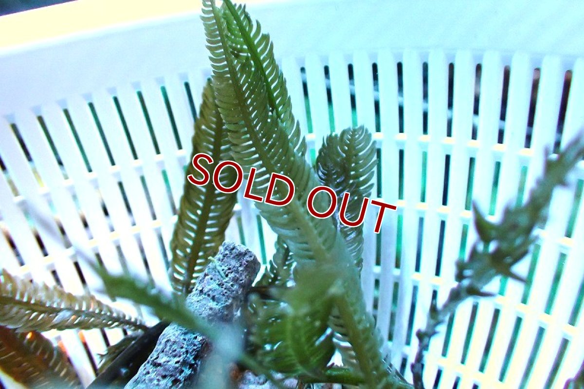 画像2: 【海藻】【通販】タカノハヅタ（フェザー）（１かたまり）（サンプル画像）（生体）（サンゴ） (2)