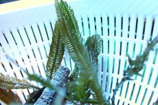 画像2: 【海藻】【通販】タカノハヅタ（フェザー）（１かたまり）（サンプル画像）（生体）（サンゴ） (2)