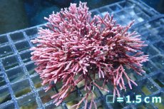 画像1: 【サンゴまとめ買い割引き10％〜20%OFF対象商品】 【海藻】【通販】ガラガラsp.(１個）（サンプル画像）（生体）（サンゴ） (1)