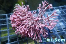 画像2: 【サンゴまとめ買い割引き10％〜20%OFF対象商品】 【海藻】【通販】ガラガラsp.(１個）（サンプル画像）（生体）（サンゴ） (2)