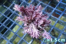 画像1: 【サンゴまとめ買い割引き10％〜20%OFF対象商品】 【海藻】【通販】サンゴ藻sp. (１個）（サンプル画像）（生体）（サンゴ） (1)