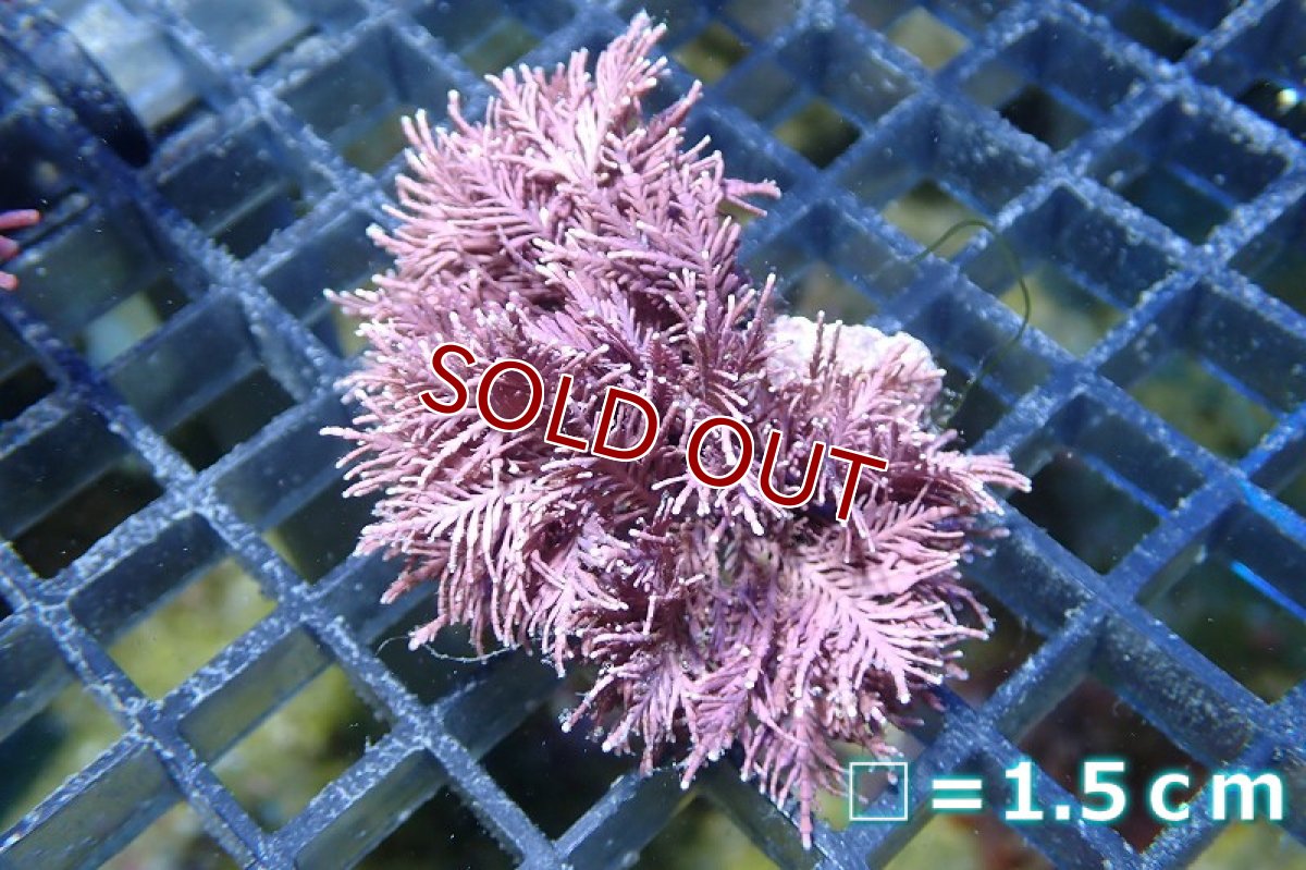 画像2: 【サンゴまとめ買い割引き10％〜20%OFF対象商品】 【海藻】【通販】サンゴ藻sp. (１個）（サンプル画像）（生体）（サンゴ） (2)