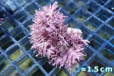 画像2: 【サンゴまとめ買い割引き10％〜20%OFF対象商品】 【海藻】【通販】サンゴ藻sp. (１個）（サンプル画像）（生体）（サンゴ） (2)
