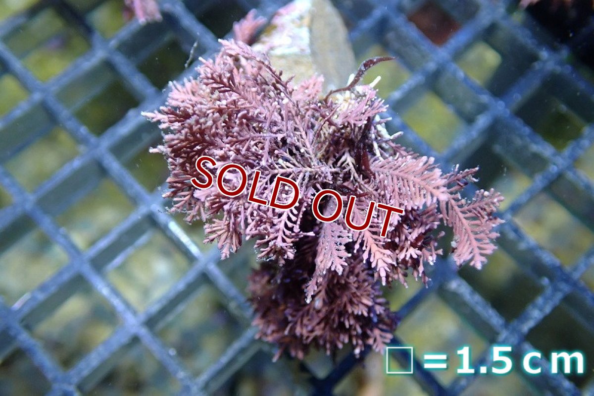 画像3: 【サンゴまとめ買い割引き10％〜20%OFF対象商品】 【海藻】【通販】サンゴ藻sp. (１個）（サンプル画像）（生体）（サンゴ） (3)