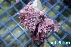 画像3: 【サンゴまとめ買い割引き10％〜20%OFF対象商品】 【海藻】【通販】サンゴ藻sp. (１個）（サンプル画像）（生体）（サンゴ） (3)