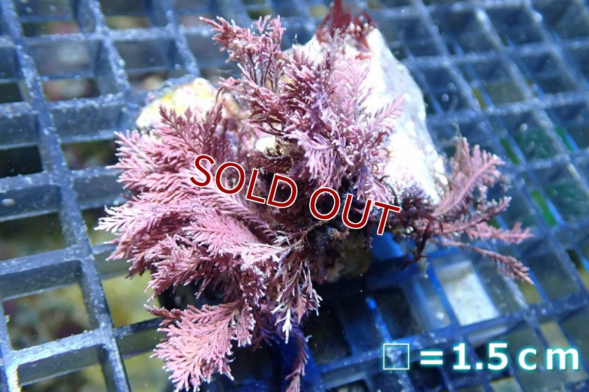 画像4: 【サンゴまとめ買い割引き10％〜20%OFF対象商品】 【海藻】【通販】サンゴ藻sp. (１個）（サンプル画像）（生体）（サンゴ） (4)