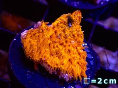 画像1: 【サンゴ】【通販】フラグ カワラサンゴ(Orange)Sサイズ【1個】（±3ｃｍ）（サンプル画像）（生体）（サンゴ） (1)