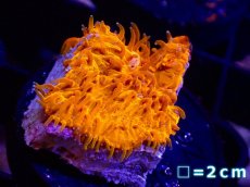 画像2: 【サンゴ】【通販】フラグ カワラサンゴ(Orange)Sサイズ【1個】（±3ｃｍ）（サンプル画像）（生体）（サンゴ） (2)