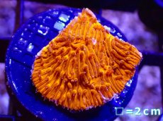 画像3: 【サンゴ】【通販】フラグ カワラサンゴ(Orange)Sサイズ【1個】（±3ｃｍ）（サンプル画像）（生体）（サンゴ） (3)