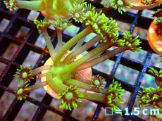 画像1: 【サンゴ】【通販】フラグ コモチハナガササンゴ(メタリックグリーン）【1個】（サンプル画像）（生体）（サンゴ） (1)