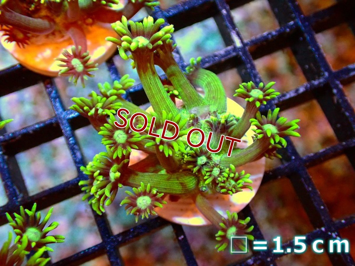 画像2: 【サンゴ】フラグ コモチハナガササンゴ(メタリックグリーン）【1個】（サンプル画像）（生体）（サンゴ） (2)