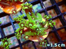 画像2: 【サンゴ】【通販】フラグ コモチハナガササンゴ(メタリックグリーン）【1個】（サンプル画像）（生体）（サンゴ） (2)