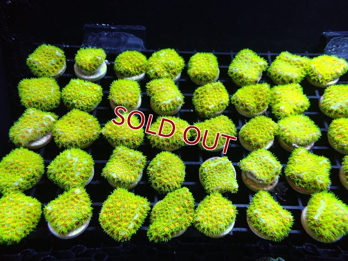 画像2: 【サンゴ】【通販】フラグ John Deere Leptastrea (トゲルリサンゴ/美カラー）（1個）（サンプル画像）（生体）（サンゴ） (2)