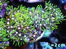 画像1: 【サンゴ】【通販】フラグ スターポリプ（メタリックグリーン）1個（サンプル画像）（生体）（サンゴ） (1)