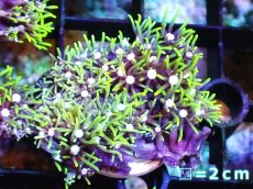 画像2: 【サンゴ】【通販】フラグ スターポリプ（メタリックグリーン）1個（サンプル画像）（生体）（サンゴ） (2)