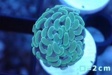 画像1: 【サンゴ】【通販】ナガレハナサンゴ（グリーン/フラグ）1 head（１個）（サンプル画像）（生体）（サンゴ） (1)