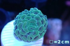 画像2: 【サンゴ】【通販】ナガレハナサンゴ（グリーン/フラグ）1 head（１個）（サンプル画像）（生体）（サンゴ） (2)