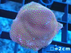 画像1: 【サンゴまとめ買い割引き10％〜20%OFF対象商品】 【サンゴ】【通販】フラグ Electric Daisy Coral (ムカシサンゴ/美カラー） (１個）（サンプル画像）（生体）（サンゴ） (1)