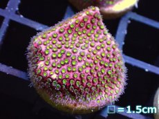 画像2: 【サンゴまとめ買い割引き10％〜20%OFF対象商品】 【サンゴ】【通販】フラグ Electric Daisy Coral (ムカシサンゴ/美カラー） (１個）（サンプル画像）（生体）（サンゴ） (2)