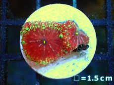 画像1: 【ボーナスセール対象個体　サンゴまとめ買い割り対象商品】 【サンゴ】【通販】フラグ オオタバサンゴ (Red/Green Spot) （個体販売）No.24（生体）（サンゴ） (1)