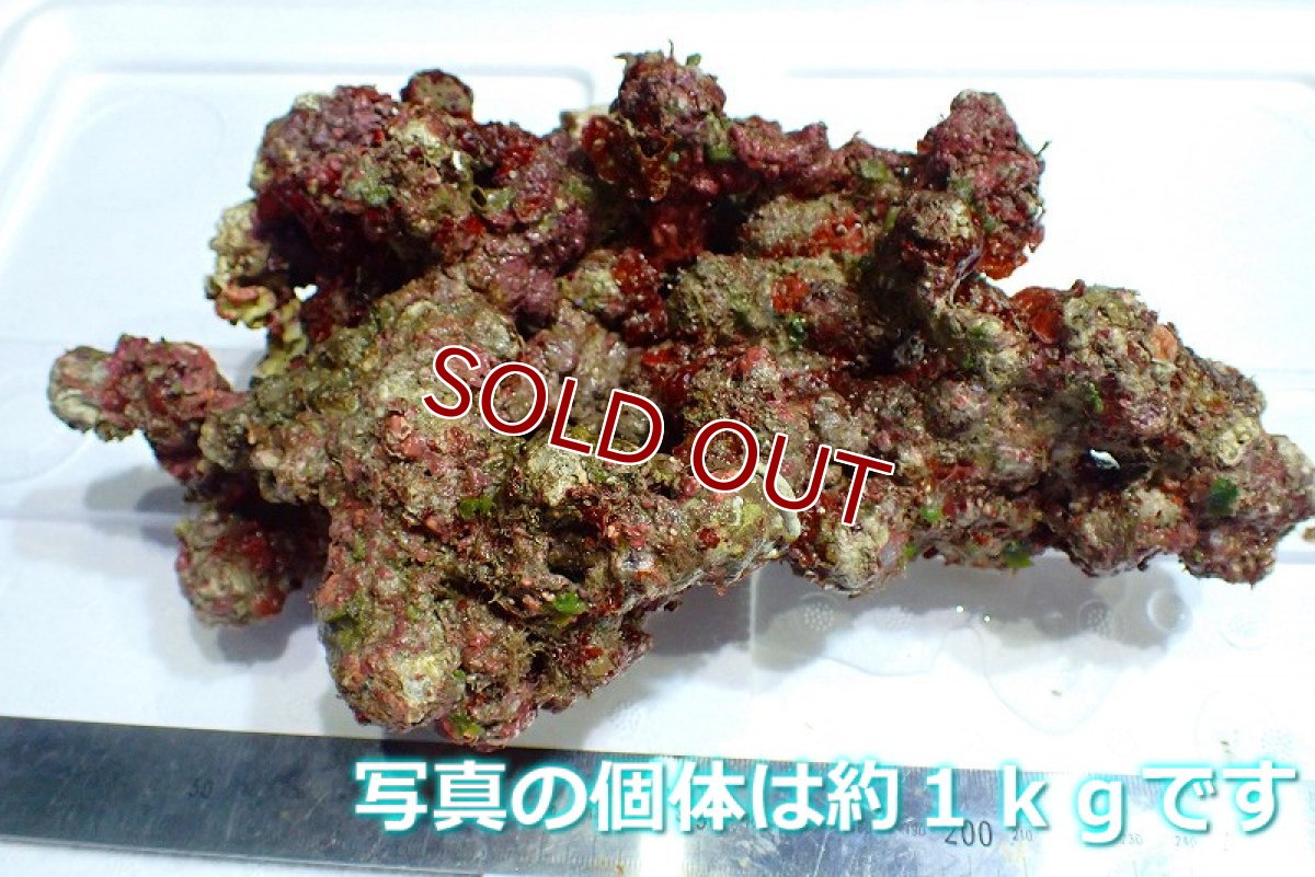 画像1: 【ライブロック】ライブロック（Sグレード）【１ｋｇ】(サンプル画像）（生体）（サンゴ） (1)