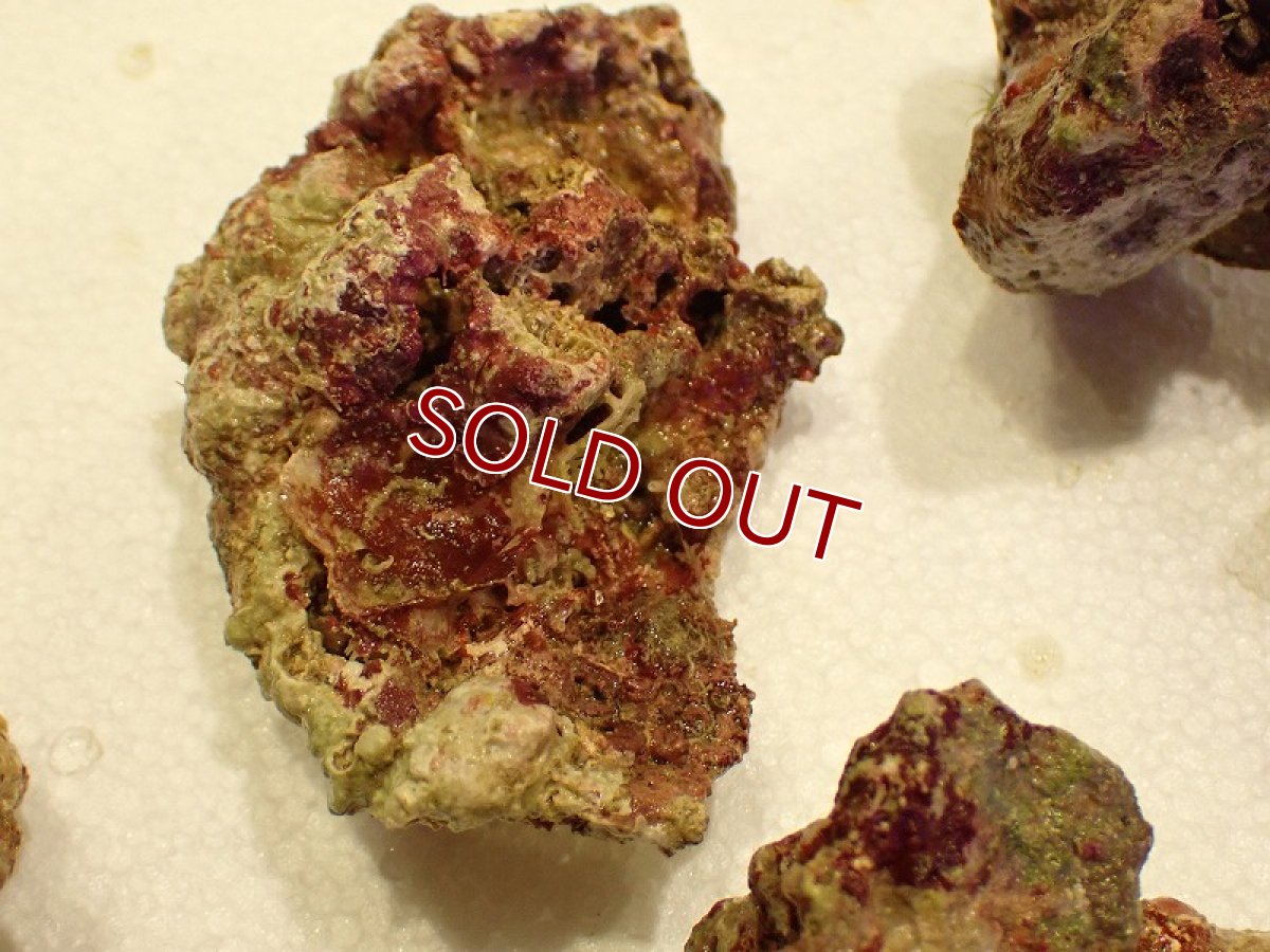 画像3: 【サンゴ】【通販】ライブロック（かけら）約300ｇセット（1セット）（サンプル画像）（生体）（サンゴ） (3)