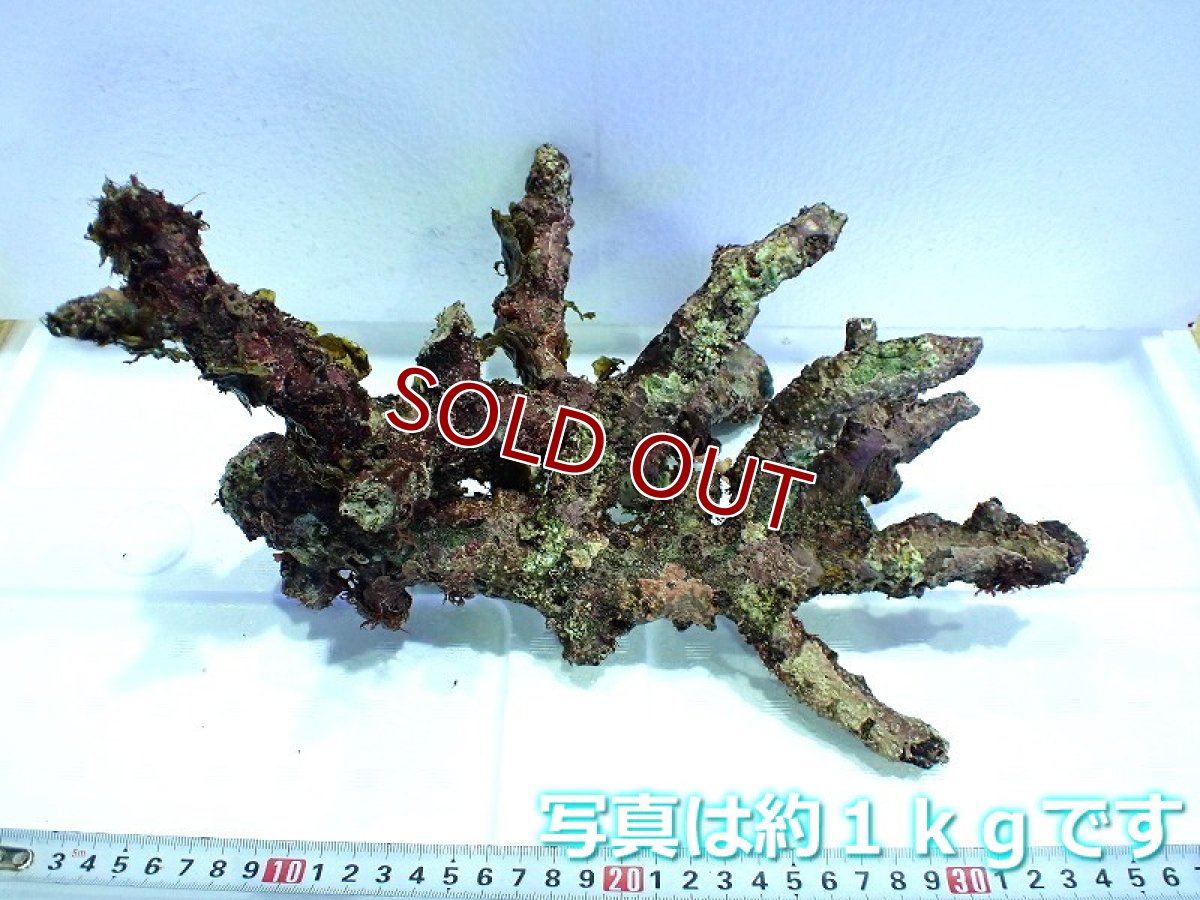画像1: 【サンゴ】【通販】枝状ライブロック（Ｓグレード）（１ｋｇ）（サンプル画像）（生体）（サンゴ） (1)