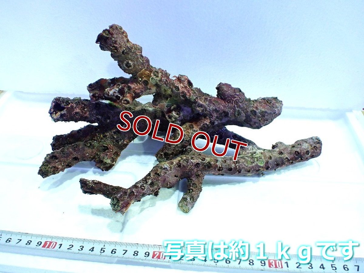 画像2: 【サンゴ】【通販】枝状ライブロック（Ｓグレード）（１ｋｇ）（サンプル画像）（生体）（サンゴ） (2)