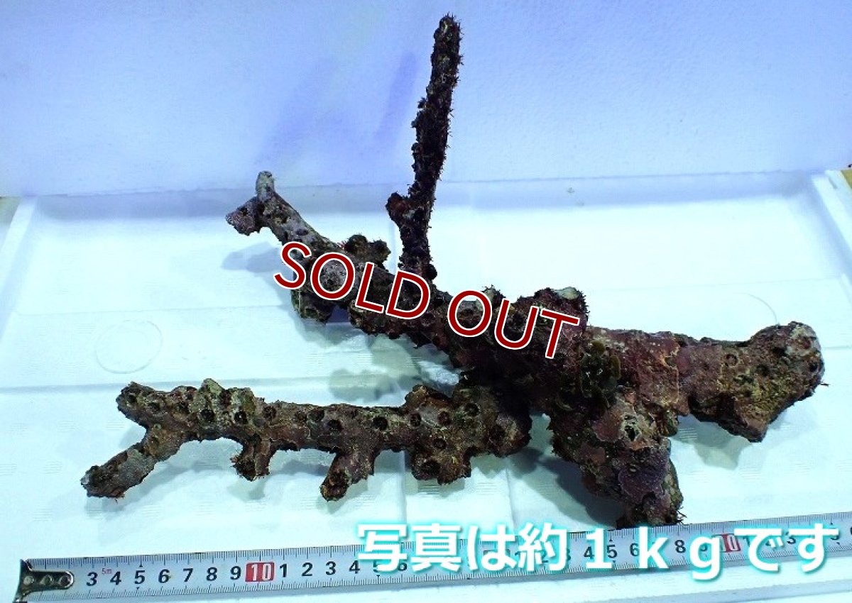 画像3: 【サンゴ】【通販】枝状ライブロック（Ｓグレード）（１ｋｇ）（サンプル画像）（生体）（サンゴ） (3)