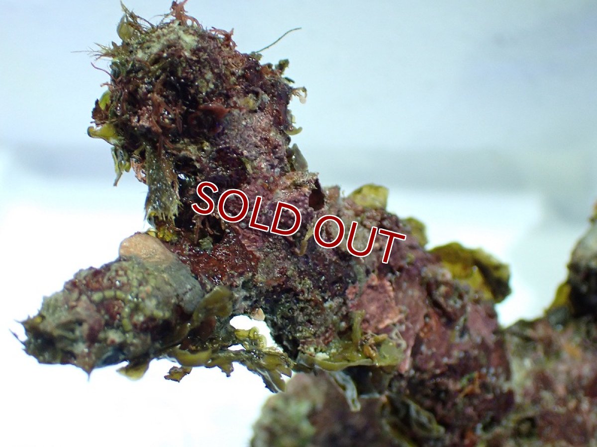 画像4: 【サンゴ】【通販】枝状ライブロック（Ｓグレード）（１ｋｇ）（サンプル画像）（生体）（サンゴ） (4)