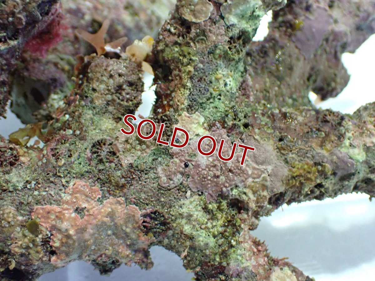 画像5: 【サンゴ】【通販】枝状ライブロック（Ｓグレード）（１ｋｇ）（サンプル画像）（生体）（サンゴ） (5)