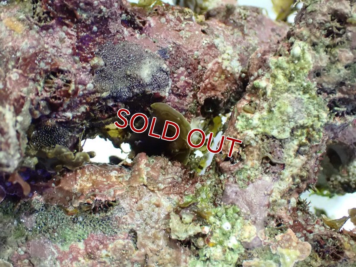 画像6: 【サンゴ】【通販】枝状ライブロック（Ｓグレード）（１ｋｇ）（サンプル画像）（生体）（サンゴ） (6)