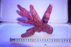 画像1: 【サンゴ】【通販】【ライブロック】 【サンプル画像】 リアルリーフロック（ブランチ・ファンシー) Real Reef Rock 【1kg】 （生体）（海水魚）（サンゴ） (1)