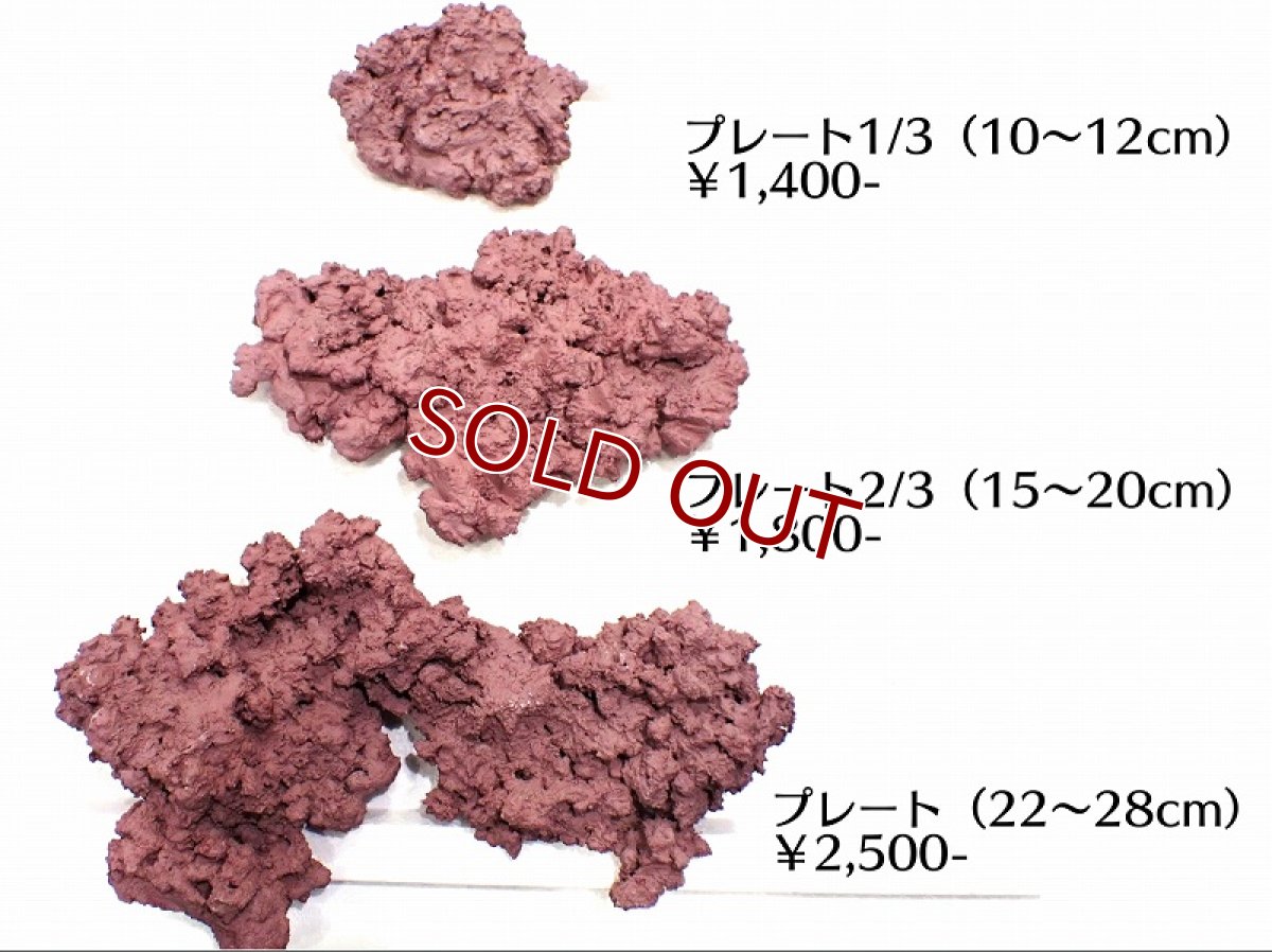 画像1: 【サンゴまとめ買い割引き10％〜20%OFF対象商品】【サンゴ】【通販】マメライブロックプレート（1枚）（±22-28ｃｍ）（サンプル画像）（生体）（サンゴ） (1)