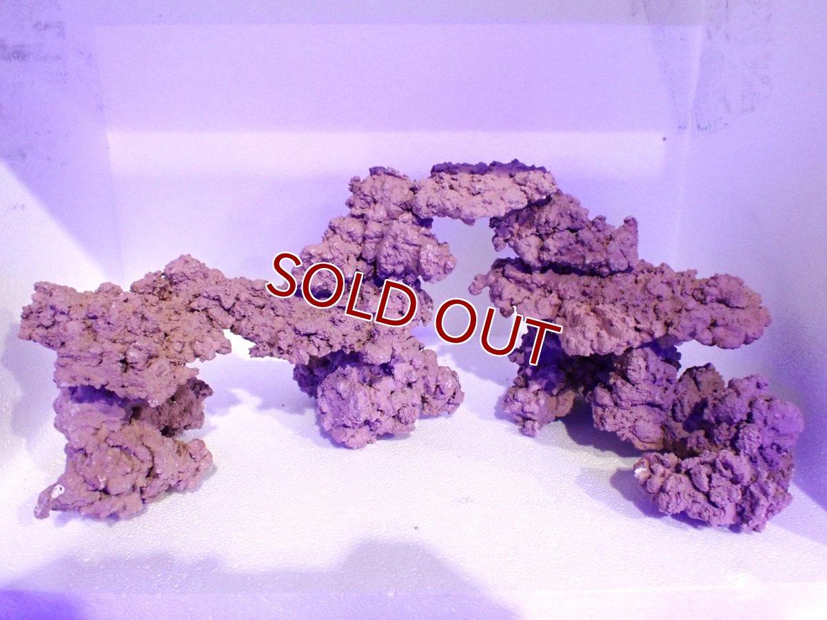 画像2: 【サンゴまとめ買い割引き10％〜20%OFF対象商品】【サンゴ】【通販】マメライブロックプレート（1枚）（±22-28ｃｍ）（サンプル画像）（生体）（サンゴ） (2)