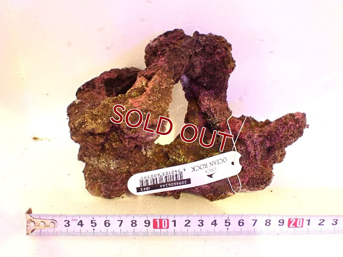 画像1: 【サンゴ】【通販】オーシャンロック（JAPAN BRANCH)（1個）（サンプル画像）No.3（生体）（サンゴ） (1)