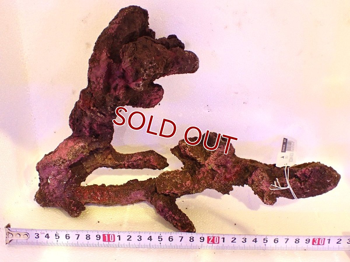 画像1: 【サンゴ】【通販】オーシャンロック（JAPAN BRANCH)（1個）（サンプル画像）No.5（生体）（サンゴ） (1)