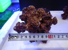 画像1: 【サンゴ】【通販】【ライブロック】【サンプル画像】リアルリーフロック（SM)  Real Reef Rock 【1kg】　　（ライブロック）（生体）(海水） (1)