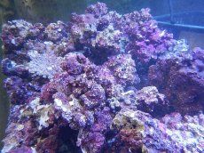 画像7: 【サンゴ】【通販】【ライブロック】【サンプル画像】リアルリーフロック（SM)  Real Reef Rock 【1kg】　　（ライブロック）（生体）(海水） (7)