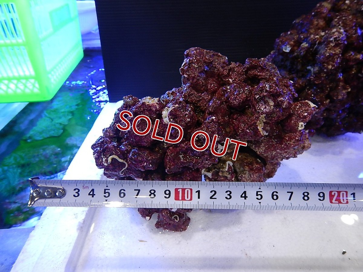 画像1: 【ライブロック】【通販】リアルリーフロック（M)  Real Reef Rock （1kg）（生体）（海水魚）（サンゴ） (1)