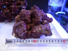 画像2: 【ライブロック】【通販】リアルリーフロック（M)  Real Reef Rock （1kg）（生体）（海水魚）（サンゴ） (2)