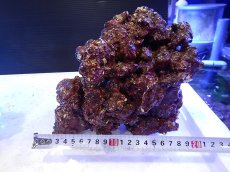 画像3: 【ライブロック】【通販】リアルリーフロック（M)  Real Reef Rock （1kg）（生体）（海水魚）（サンゴ） (3)