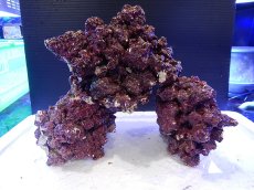 画像4: 【ライブロック】【通販】リアルリーフロック（M)  Real Reef Rock （1kg）（生体）（海水魚）（サンゴ） (4)