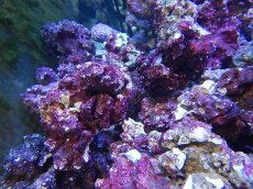 画像5: 【ライブロック】【通販】リアルリーフロック（M)  Real Reef Rock （1kg）（生体）（海水魚）（サンゴ） (5)