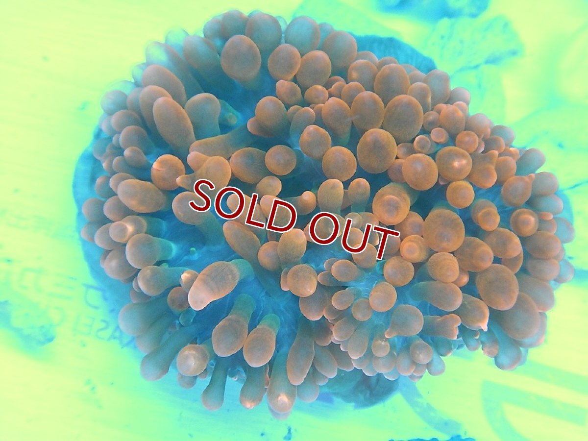 画像2: 【イソギンチャク】サンゴイソギンチャク(スーパーオレンジ）（サンプル画像）（±13-15ｃｍ前後）（生体）（海水魚）（サンゴ） (2)