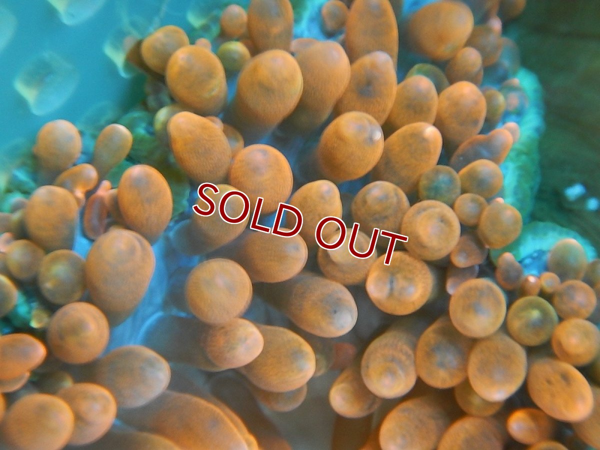 画像3: 【イソギンチャク】サンゴイソギンチャク(スーパーオレンジ）（サンプル画像）（±13-15ｃｍ前後）（生体）（海水魚）（サンゴ） (3)