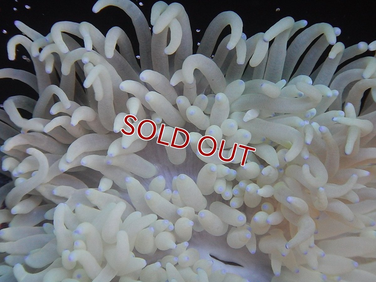 画像2: 【サンゴ・イソギンチャク】シライトイソギンチャク（Mサイズ）【サンプル画像）（±12-15ｃｍ前後）（生体）（海水魚）（サンゴ） (2)
