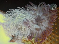 画像1: 【海水生物】【イソギンチャク】L.T.アネモネ (カラー) 　【サンプル画像】(±10-15ｃｍ前後）（生体）（海水魚）（サンゴ） (1)