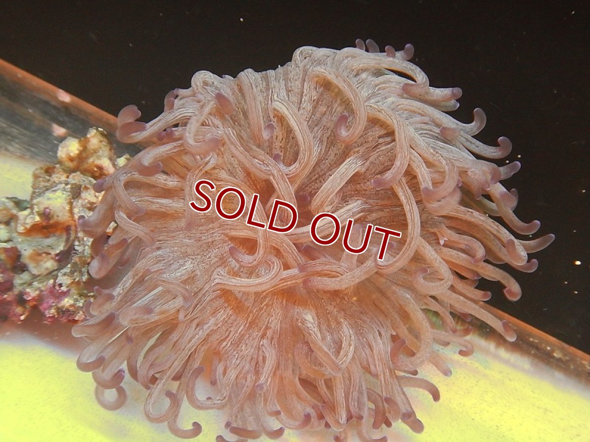 画像2: 【海水生物】【イソギンチャク】L.T.アネモネ (カラー)  【サンプル画像】(±10-15cm前後)(生体)(海水魚)(サンゴ) (2)